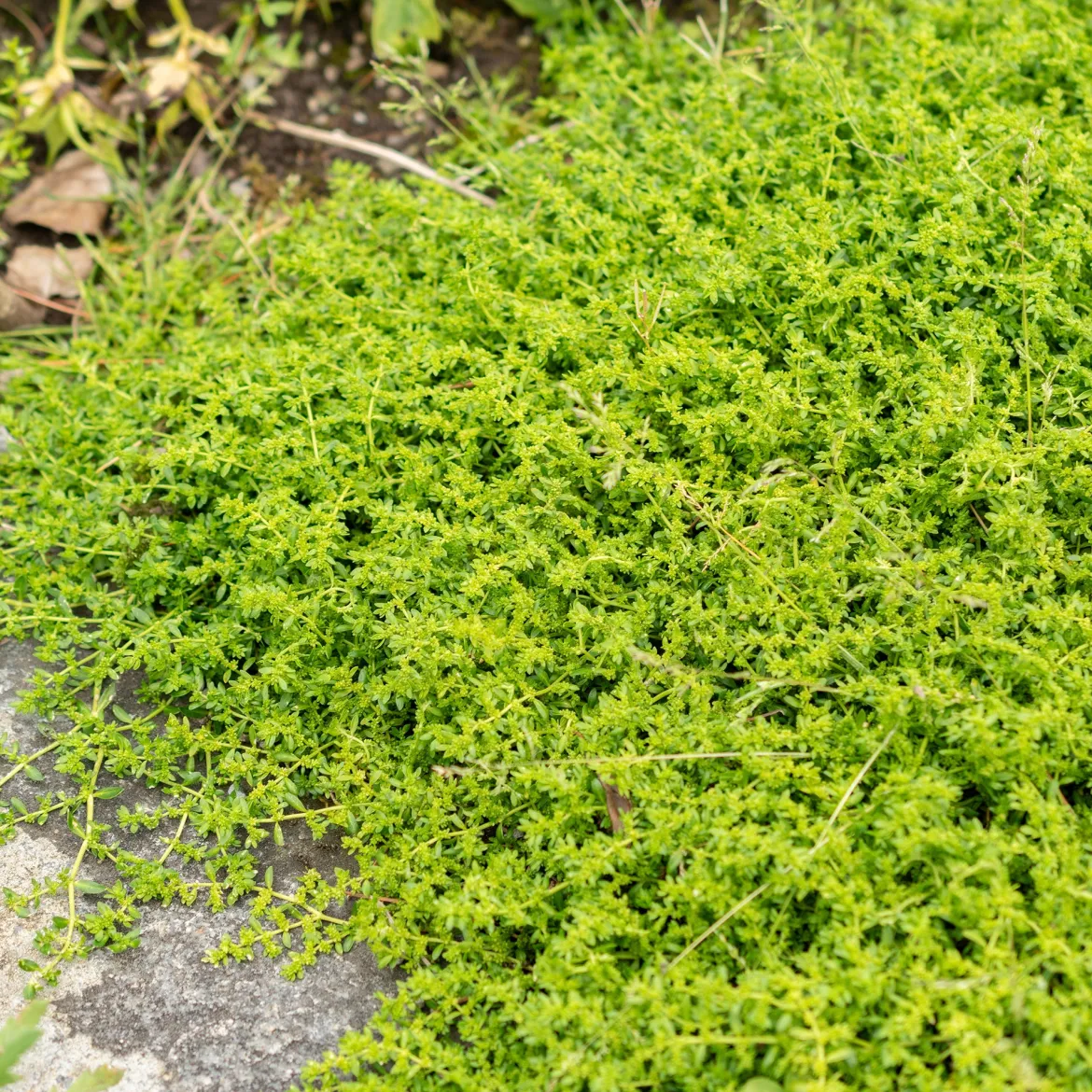 Herniaire glabre Turquette - Le tapis vert sans effort