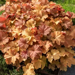 Heuchère Caramel - La couleur qui change tout