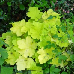Heuchère Citronelle ® - La lumière au coin d'ombre