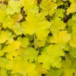 Heuchère Citronelle ® - La lumière au coin d'ombre