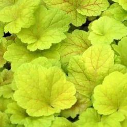 Heuchère Electric Lime - La couleur qui illumine l'ombre