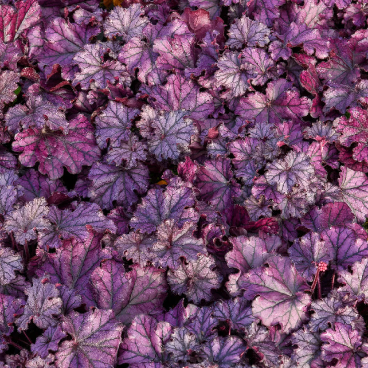 Heuchère Forever Purple - Du pourpre toute l'année