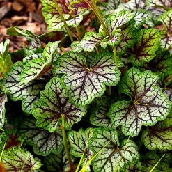Heuchère Green Spice - Du feuillage toute l'année