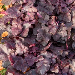 Heuchère Midnight rose - Feuillage pourpre toute l'année