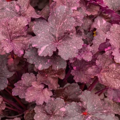 Heuchère Midnight rose - Feuillage pourpre toute l'année
