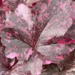 Heuchère Midnight rose - Feuillage pourpre toute l'année