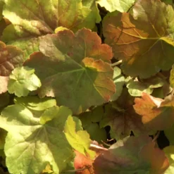 Heuchère Miracle ® - Feuillage éclatant toute l'année