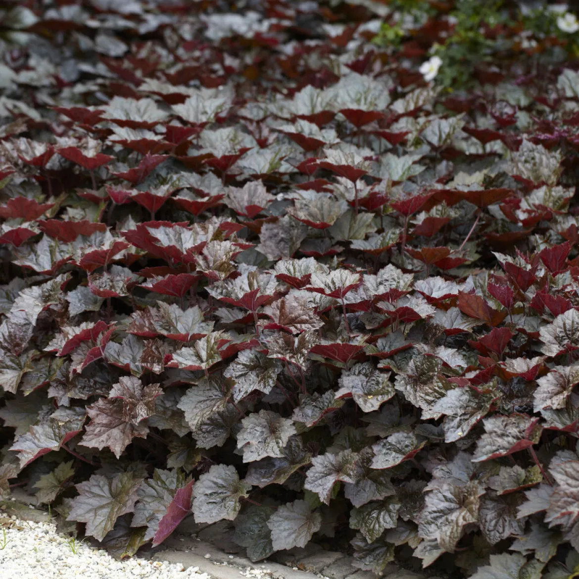 Heuchère 'Palace Purple' - Un feuillage pourpre toute l'année