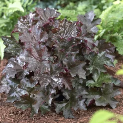 Heuchère 'Palace Purple' - Un feuillage pourpre toute l'année