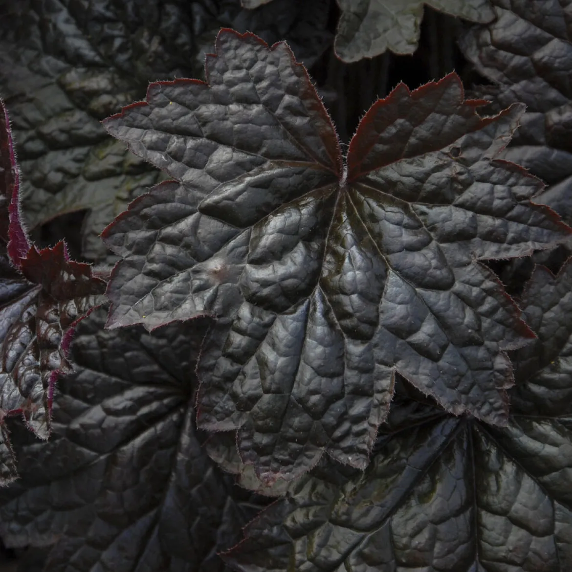 Heuchère 'Palace Purple' - Un feuillage pourpre toute l'année