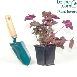 Heuchère 'Palace Purple' - Un feuillage pourpre toute l'année