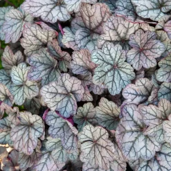 Heuchère Sugar Plum - Couleurs à l'ombre toute l'année