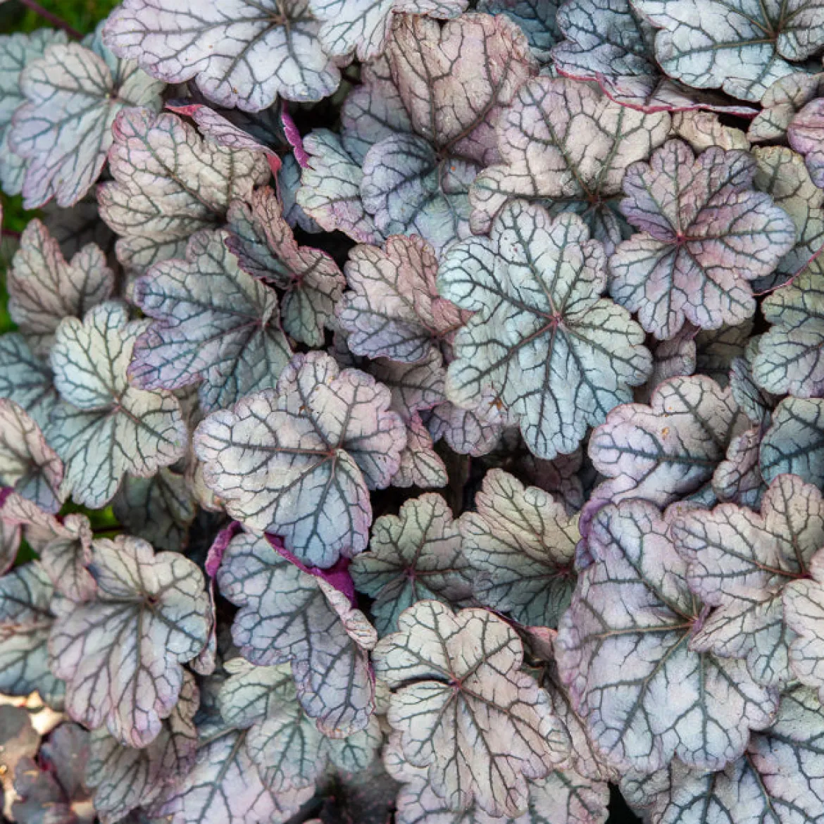 Heuchère Sugar Plum - Couleurs à l'ombre toute l'année
