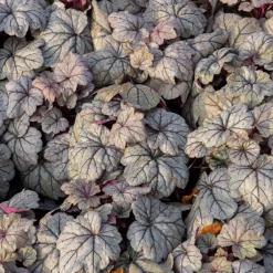 Heuchère Sugar Plum - Couleurs à l'ombre toute l'année