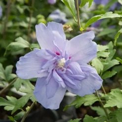 Hibiscus Blue Chiffon - Des fleurs bleues tout l'été