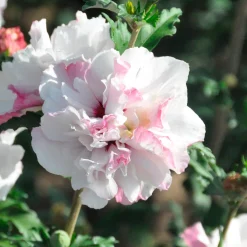 Hibiscus de jardin French Cabaret® Pastel - Des fleurs doubles tout l'été