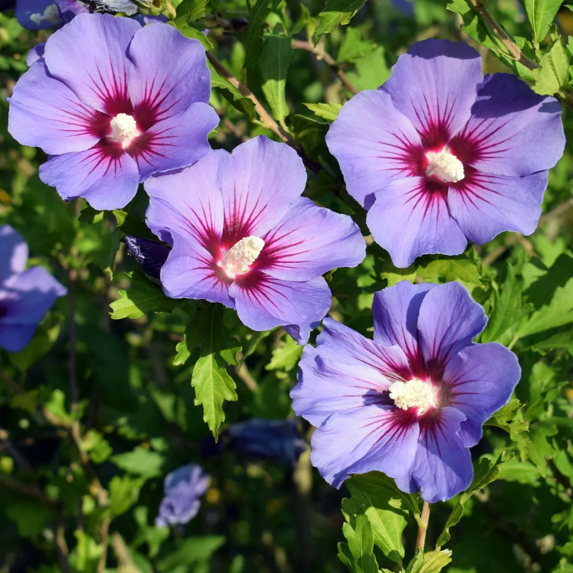 Hibiscus de jardin sur tige bleu - Un arbre à fleurs bleues