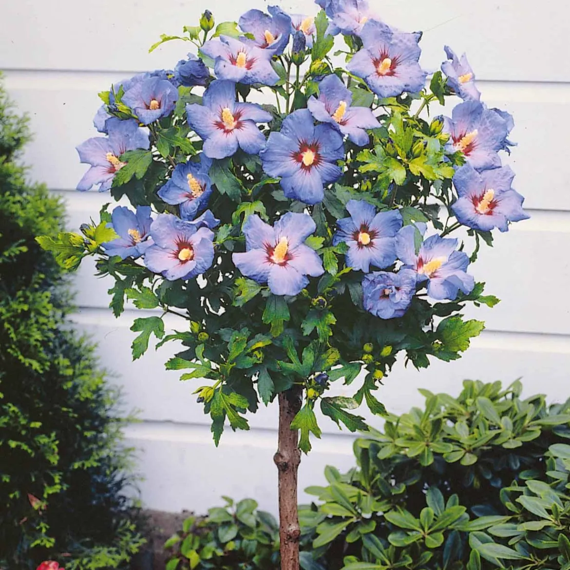 Hibiscus de jardin sur tige bleu - Un arbre à fleurs bleues