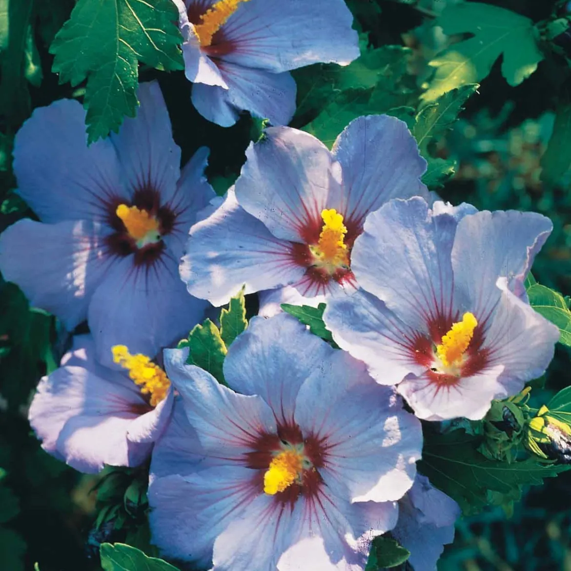 Hibiscus de jardin sur tige bleu - Un arbre à fleurs bleues