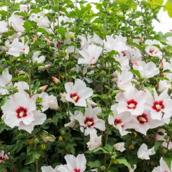 Hibiscus de jardin sur tige blanc/rouge - Un arbre à fleurs clé en main