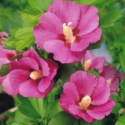 Hibiscus de jardin sur tige - La floraison qui prend de la hauteur