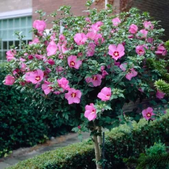 Hibiscus de jardin sur tige - La floraison qui prend de la hauteur