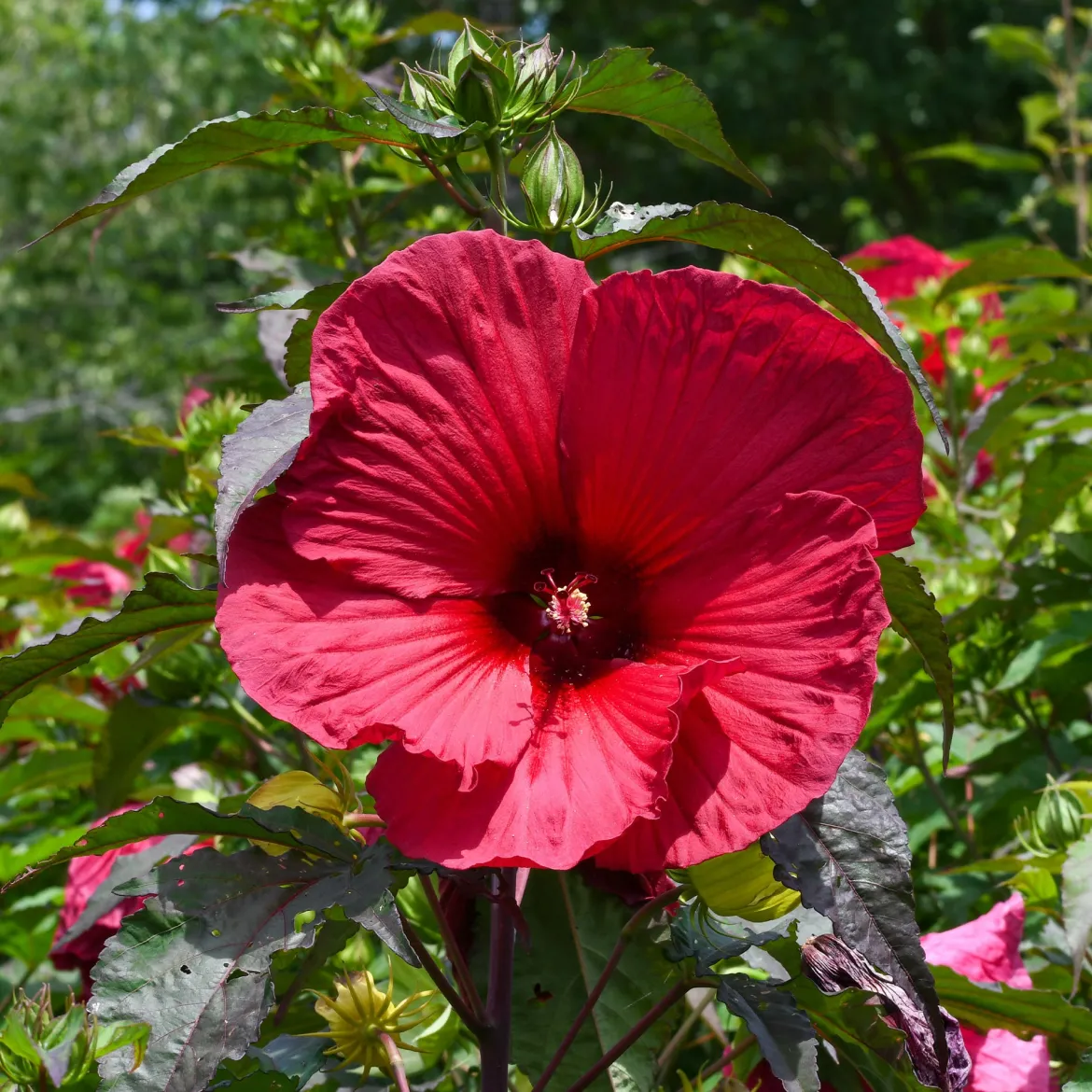 Hibiscus des marais Carrousel® Geant Red - Des fleurs XXL tout l'été