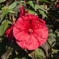 Hibiscus des marais Carrousel® Geant Red - Des fleurs XXL tout l'été