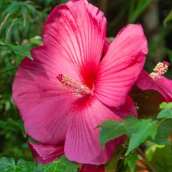 Hibiscus des marais - Des fleurs géantes tout l'été