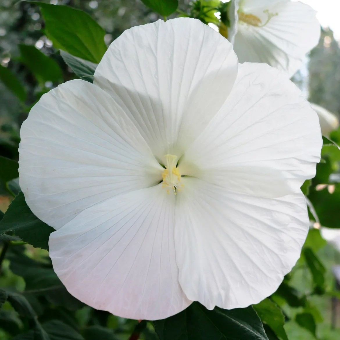 Hibiscus des marais Extreme Pure White - Fleurs géantes tout l'été
