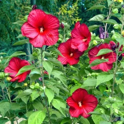 Hibiscus des marais Luna red - Des fleurs XXL au jardin