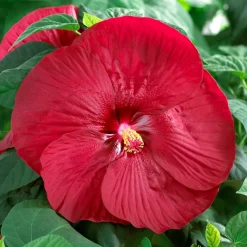 Hibiscus des marais Luna red - Des fleurs XXL au jardin