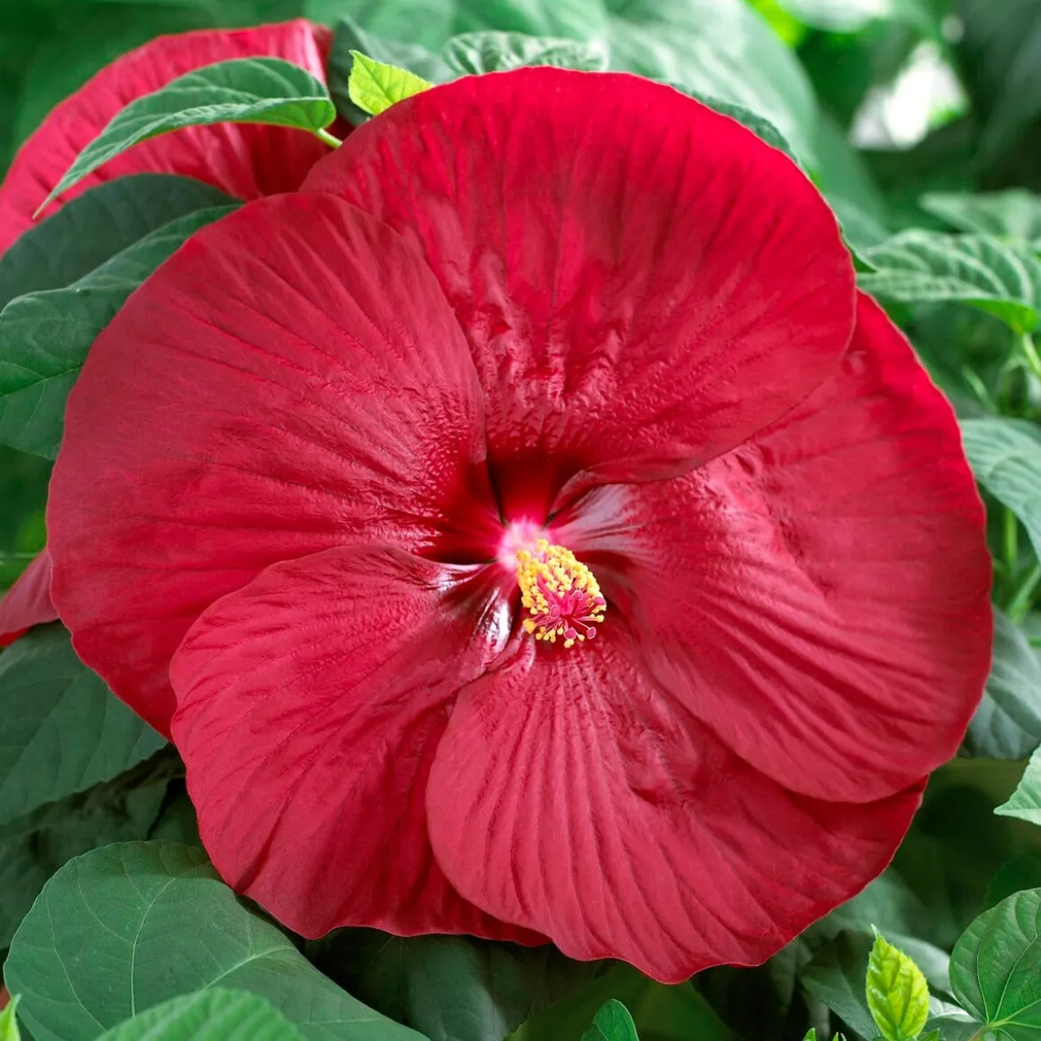 Hibiscus des marais Luna red - Des fleurs XXL au jardin