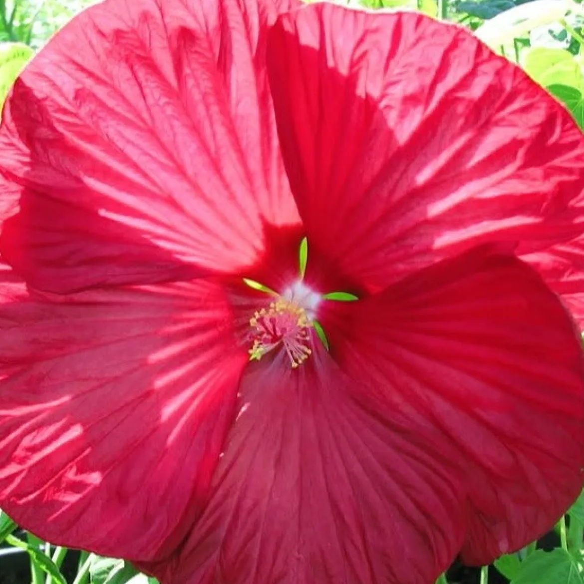 Hibiscus des marais Luna red - Des fleurs XXL au jardin