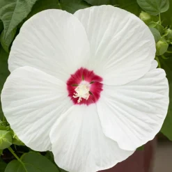 Hibiscus des marais Luna White - Fleurs XXL tout l'été