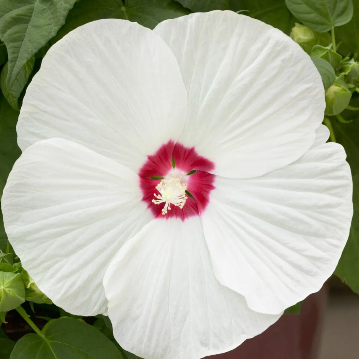 Hibiscus des marais Luna White - Fleurs XXL tout l'été