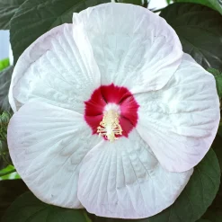 Hibiscus des marais Luna White - Fleurs XXL tout l'été