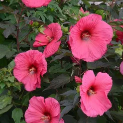 Hibiscus des marais Planet®Griotte Tangri - Fleurs XXL tout l'été