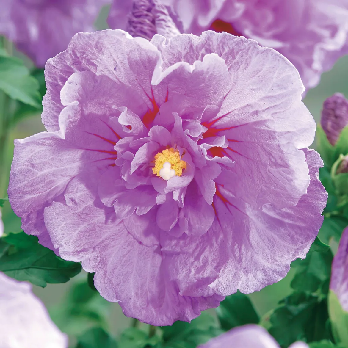 Hibiscus de Syrie 'Lavender Chiffon' - Fleurs XXL tout l'été