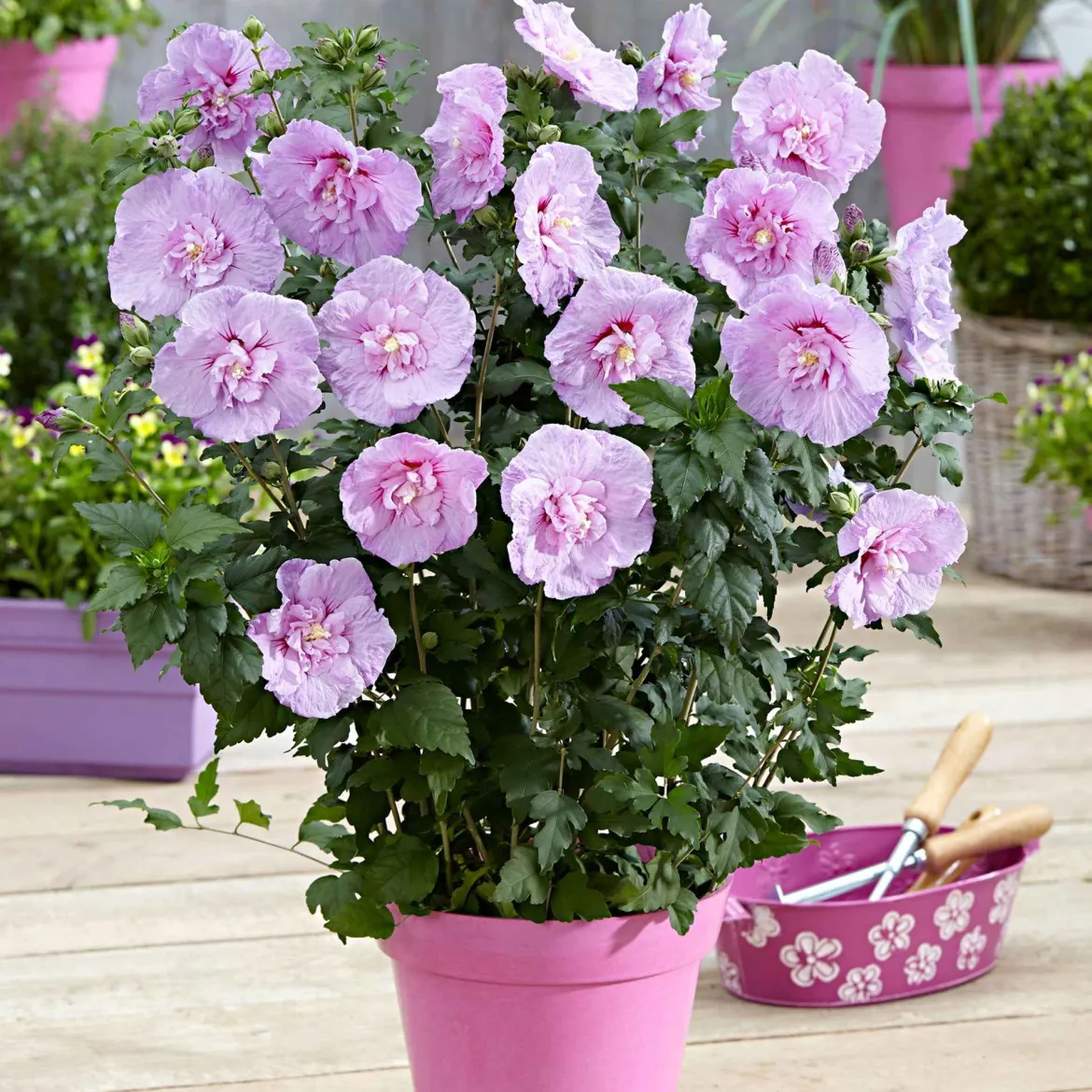 Hibiscus de Syrie 'Lavender Chiffon' - Fleurs XXL tout l'été