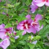 Hibiscus Flower Tower Purple ® - Une colonne de fleurs pourpres