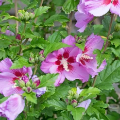 Hibiscus Flower Tower Purple ® - Une colonne de fleurs pourpres