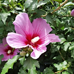 Hibiscus Flower Tower Purple ® - Une colonne de fleurs pourpres