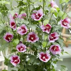 Hibiscus Flower Tower Purple ® - Une colonne de fleurs pourpres