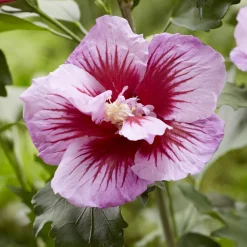 Hibiscus Flower Tower Purple ® - Une colonne de fleurs pourpres