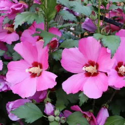 Hibiscus Flower Tower Ruby ® - Un mur de fleurs rubis