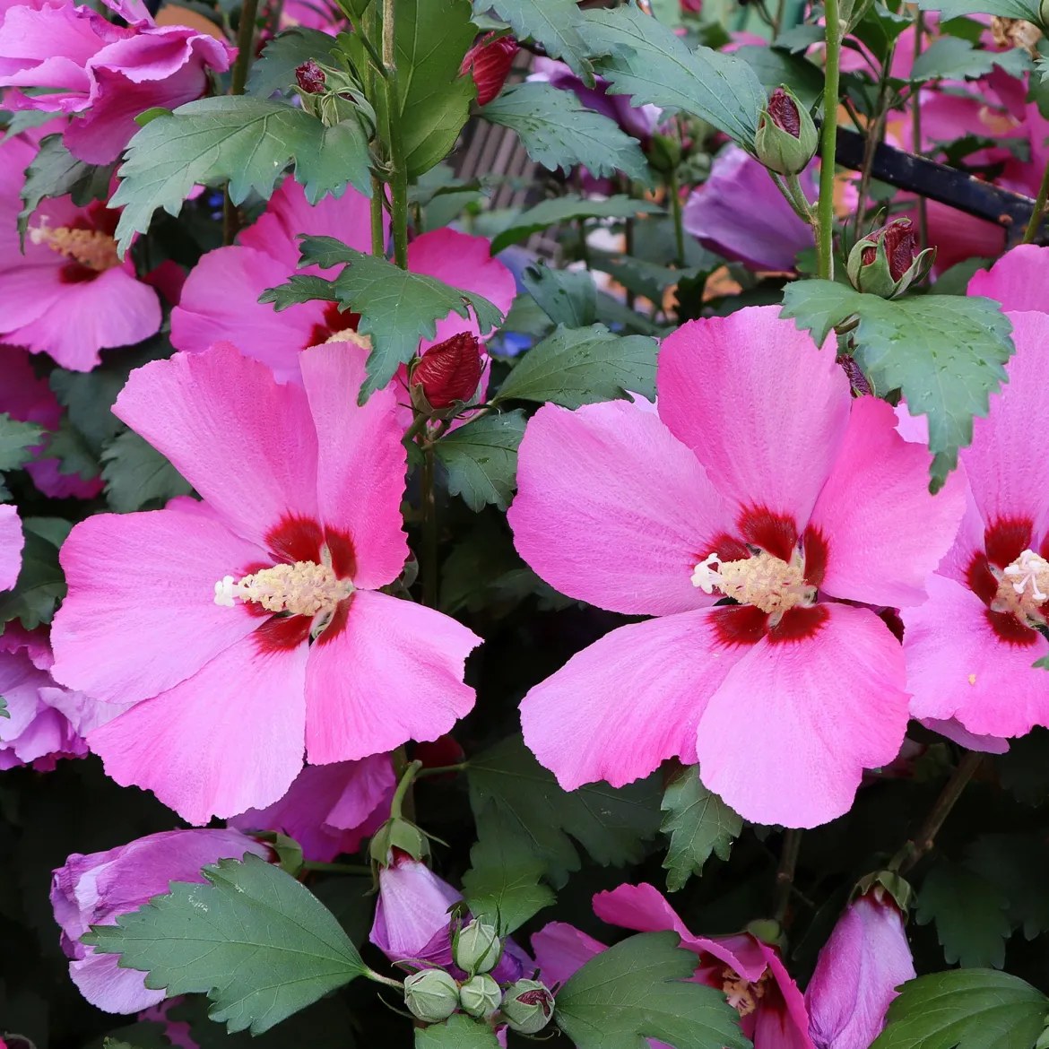 Hibiscus Flower Tower Ruby ® - Un mur de fleurs rubis