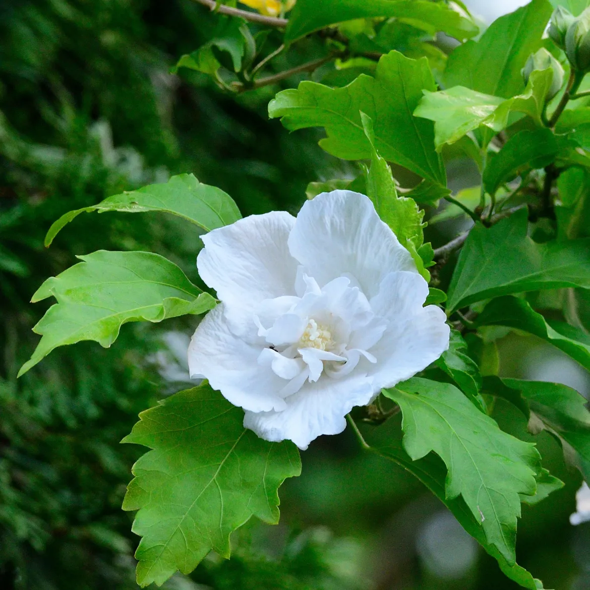 Hibiscus Flower Tower White ® - Une colonne de fleurs blanches