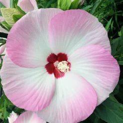 Hibiscus Fujin® - Des fleurs XXL tout l'été