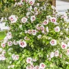 Hibiscus Hamabo - Floraison longue tout l'été